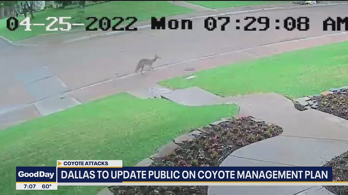 Dallas to update public on coyote management plan